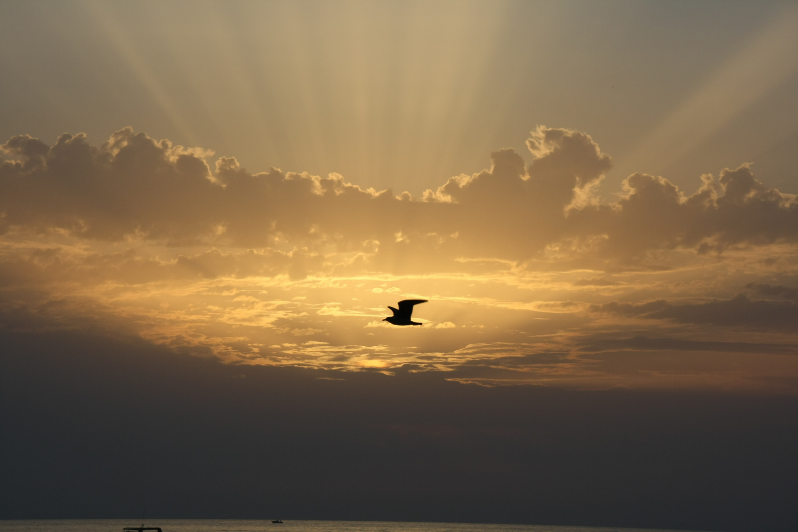 Sonnenuntergang mit Möwe