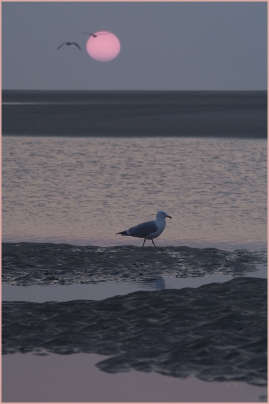 Sonnenuntergang mit Möwe