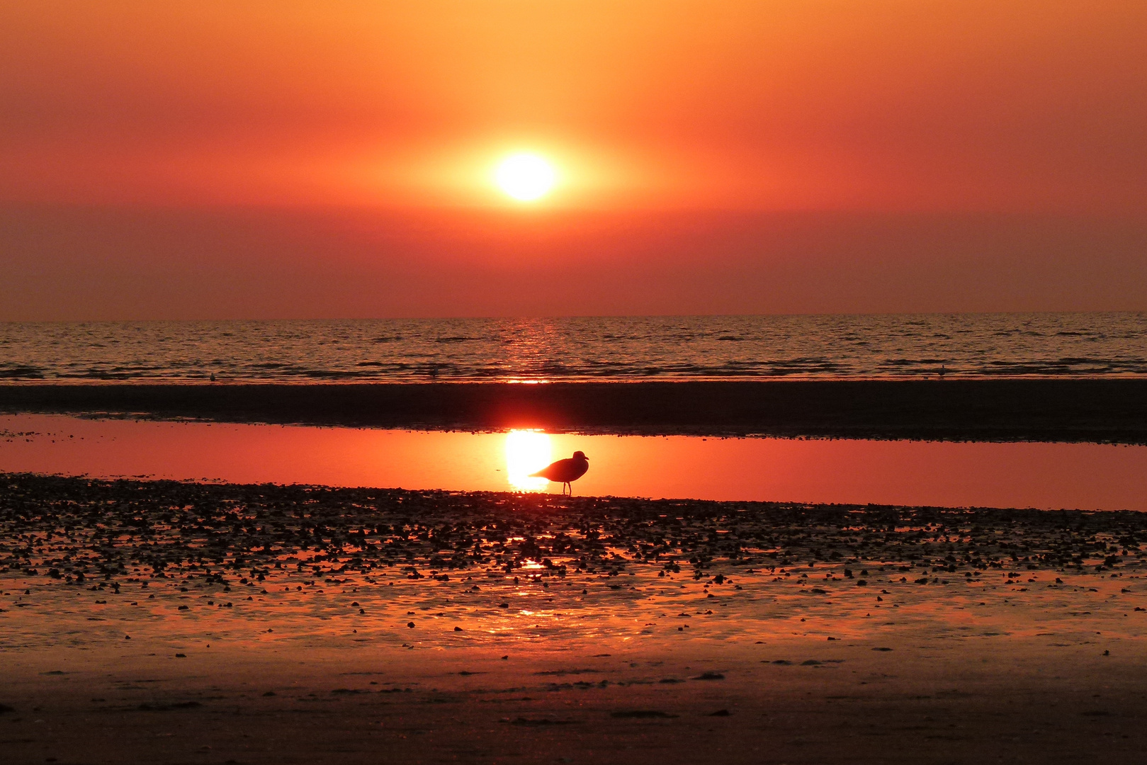 Sonnenuntergang mit Möwe