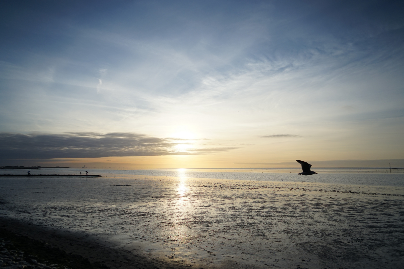 Sonnenuntergang mit Möwe