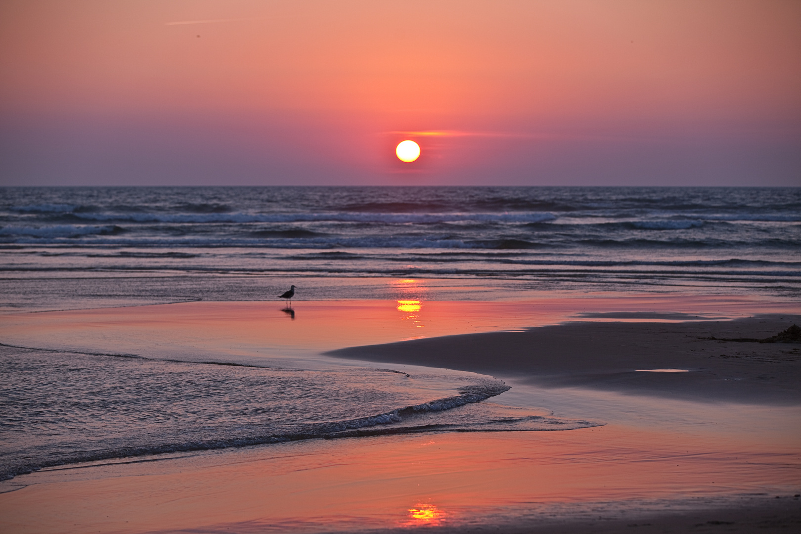 Sonnenuntergang mit Möwe