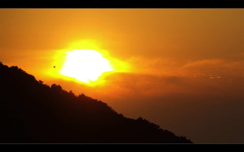 - Sonnenuntergang mit Möwe -