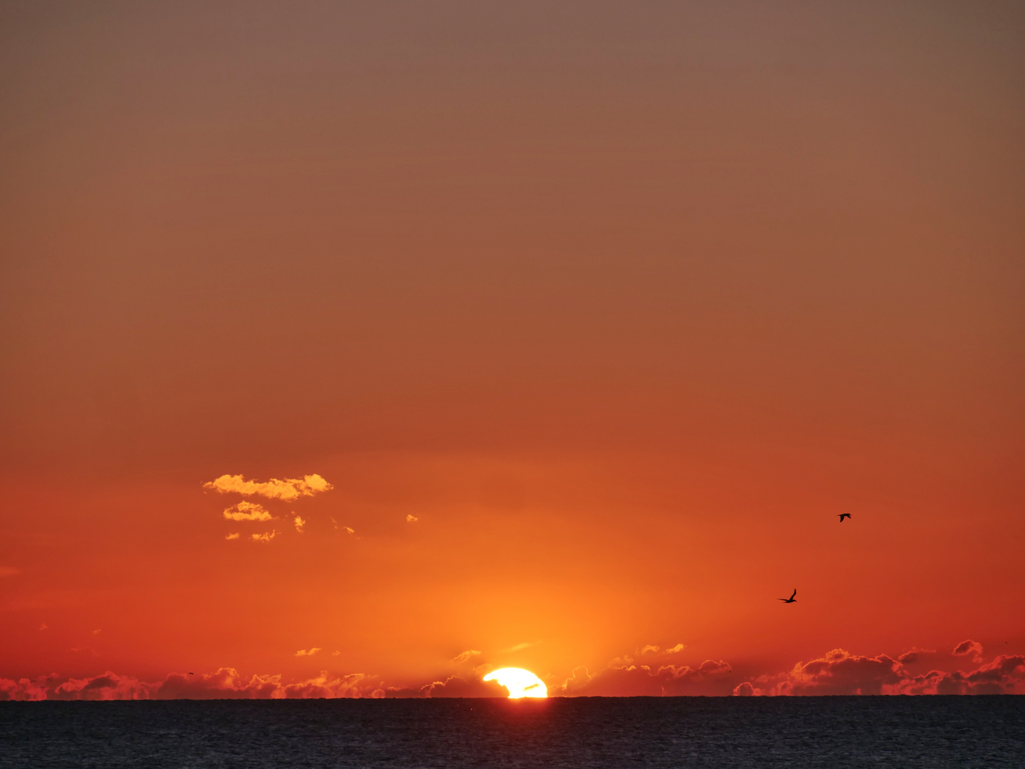 Sonnenuntergang mit Möwen