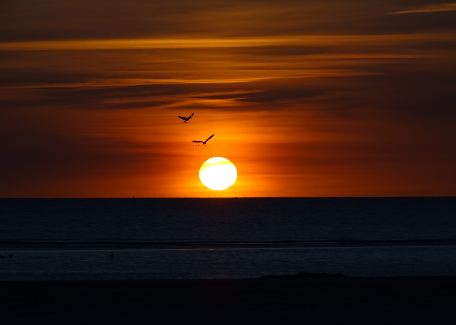 Sonnenuntergang mit Möwen