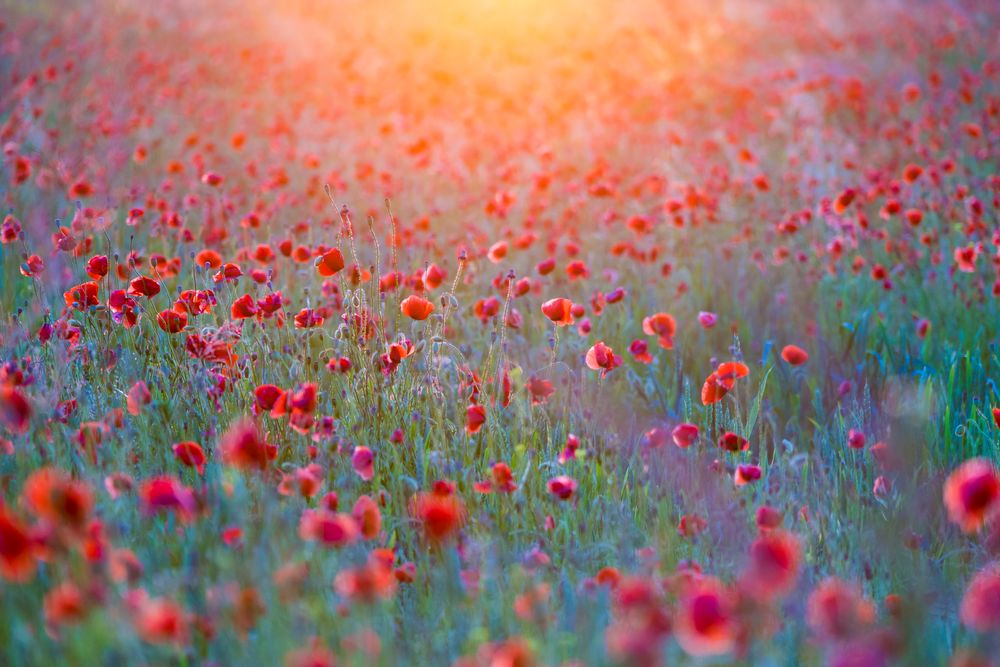 Sonnenuntergang mit Mohn