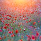 Sonnenuntergang mit Mohn