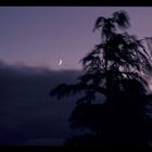 Sonnenuntergang mit Mond-19821102