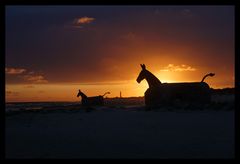 Sonnenuntergang mit Mulis