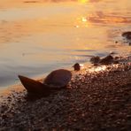 Sonnenuntergang mit Muschel