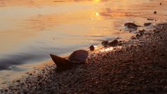 Sonnenuntergang mit Muschel