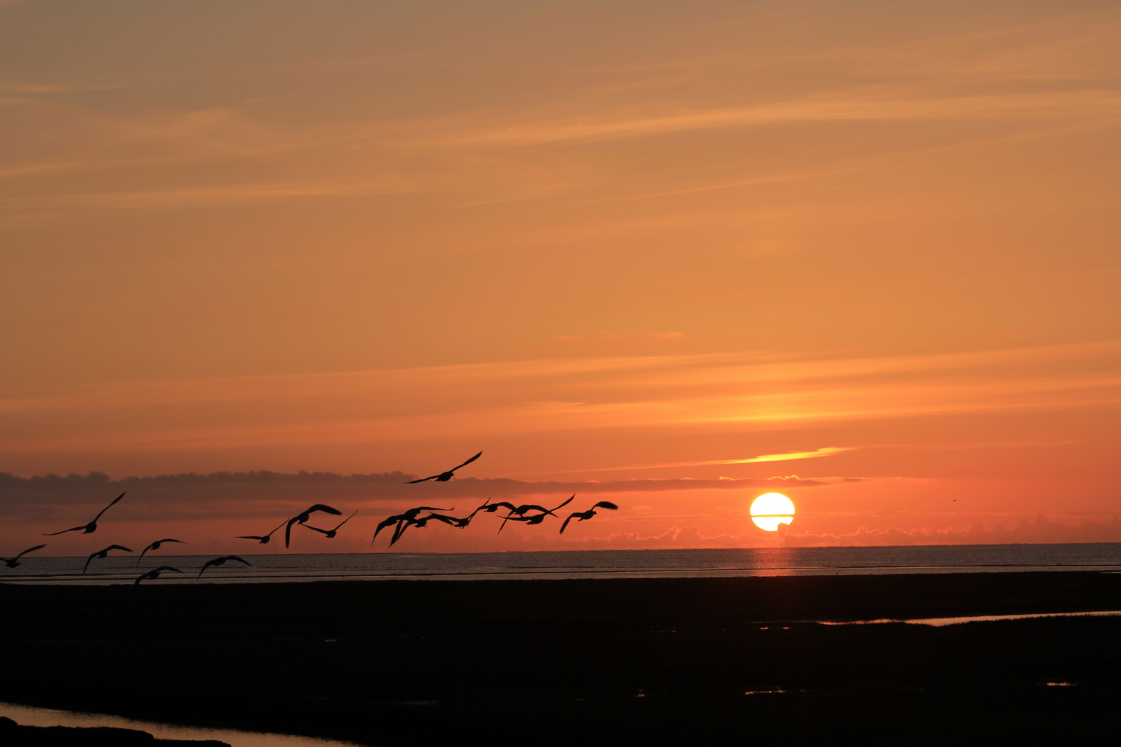 Sonnenuntergang mit Nonnengänsen