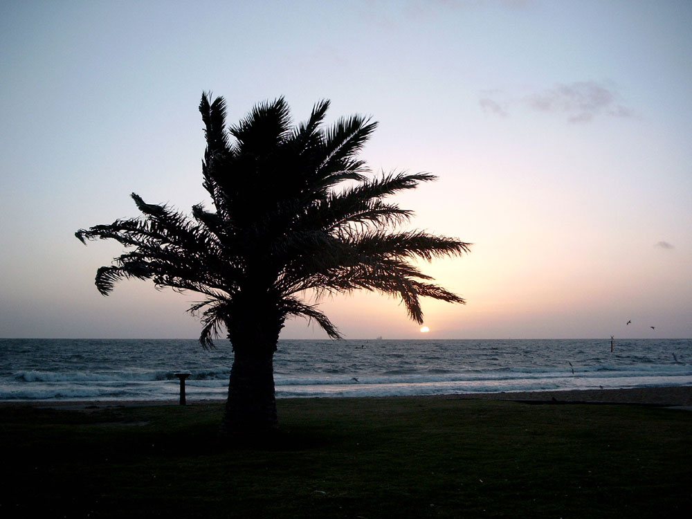 Sonnenuntergang mit Palme 3