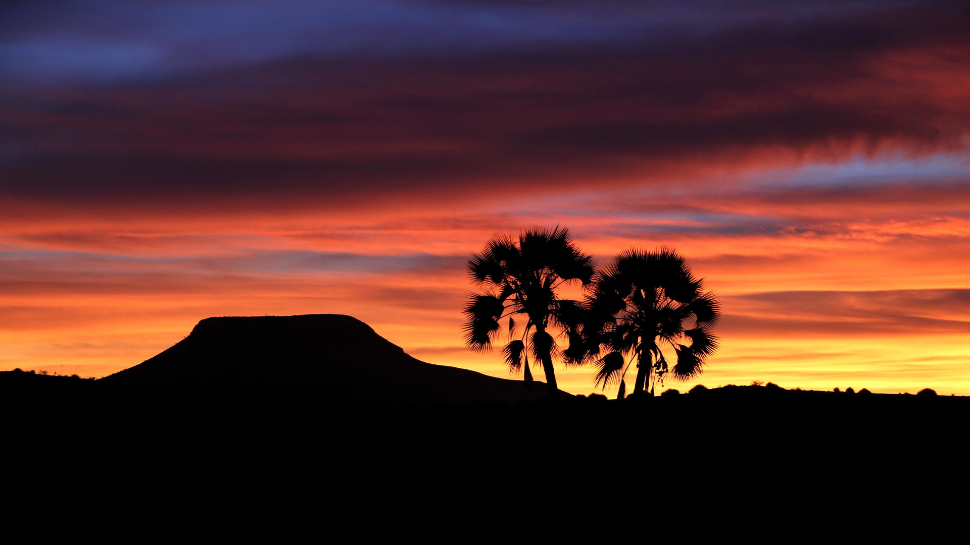 Sonnenuntergang mit Palmen | Africa