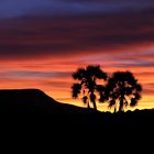 Sonnenuntergang mit Palmen | Africa