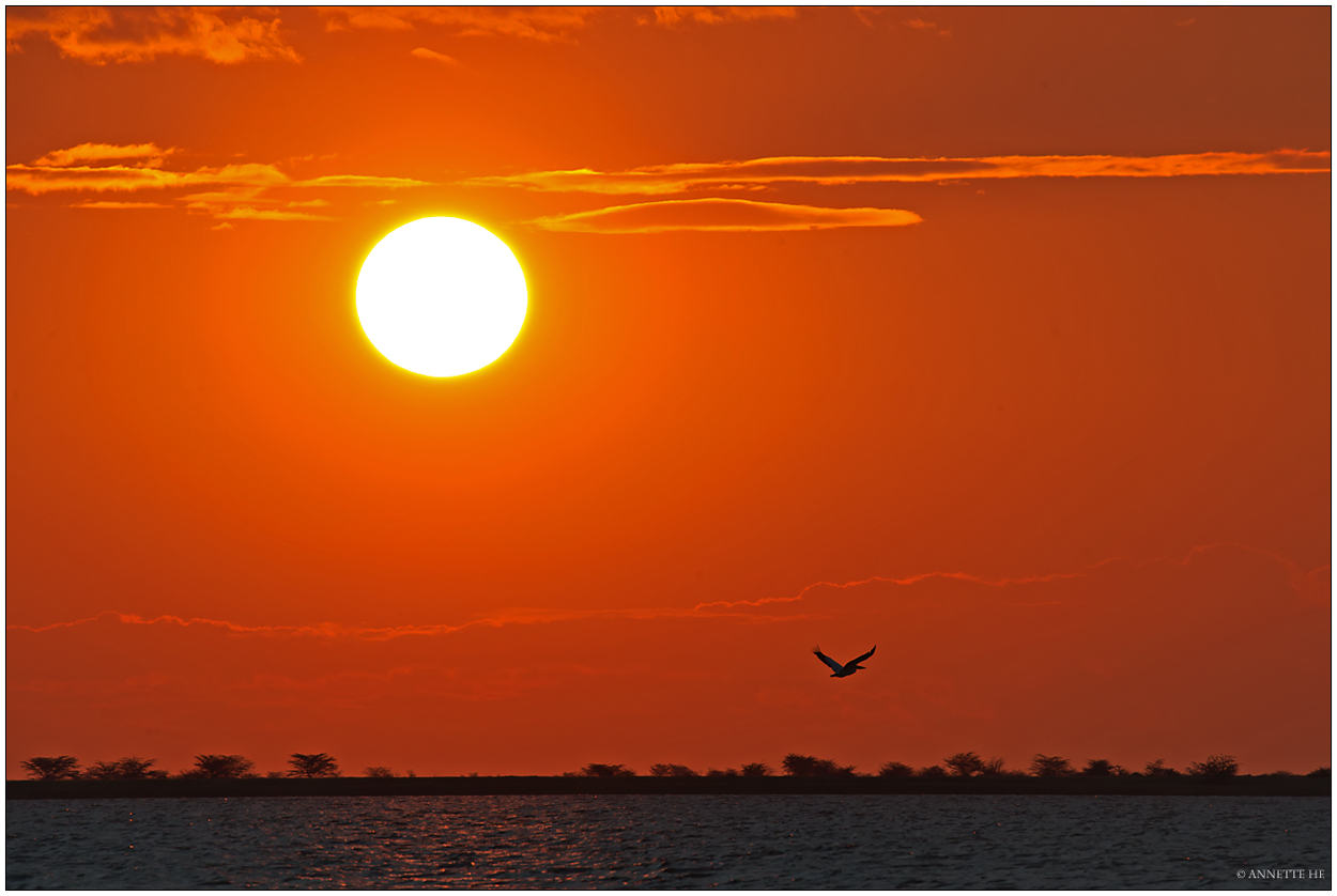 Sonnenuntergang mit Pelikan