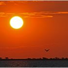 Sonnenuntergang mit Pelikan