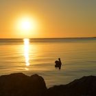 Sonnenuntergang mit Pelikan auf Key West