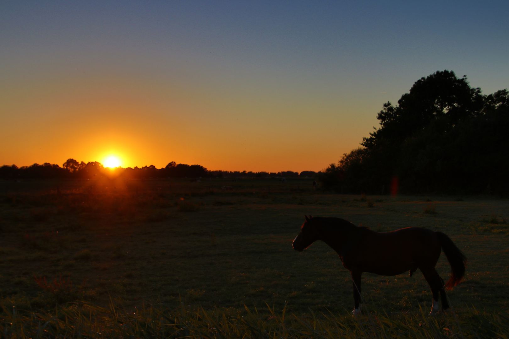 Sonnenuntergang mit Pferd