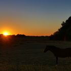 Sonnenuntergang mit Pferd