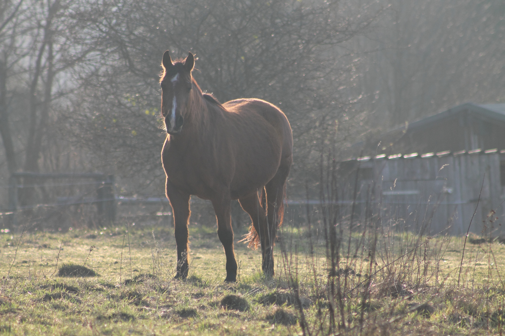 Sonnenuntergang mit Pferd