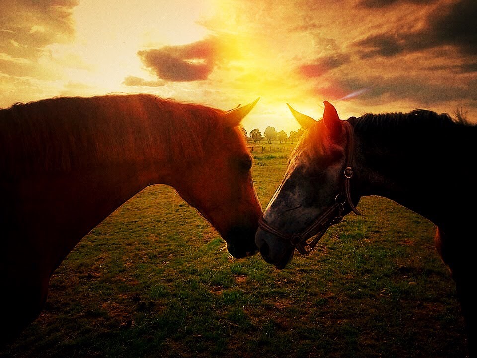 Sonnenuntergang mit Pferden Foto &amp; Bild fotos, sonnenuntergang
