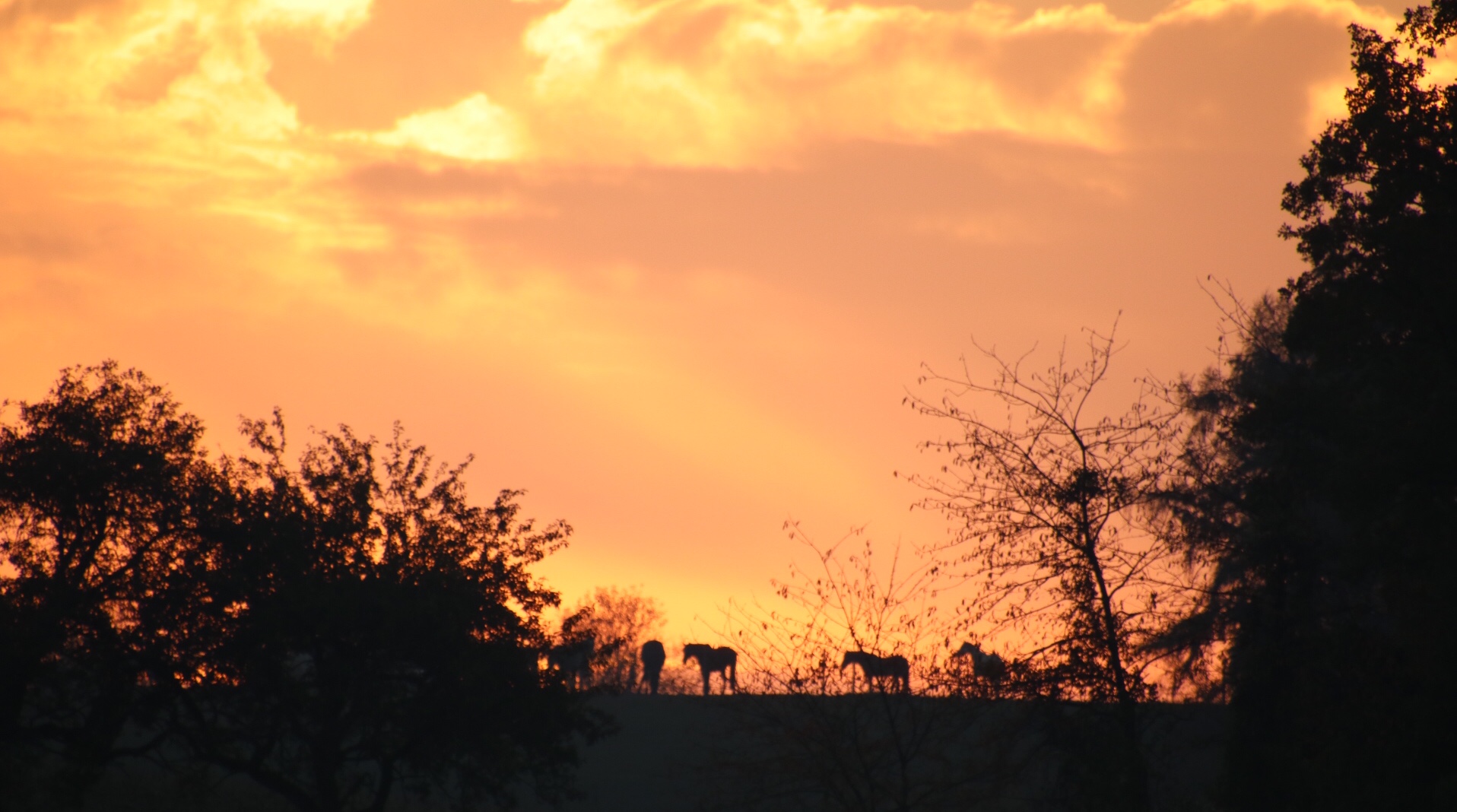 Sonnenuntergang mit Pferden