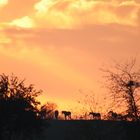 Sonnenuntergang mit Pferden