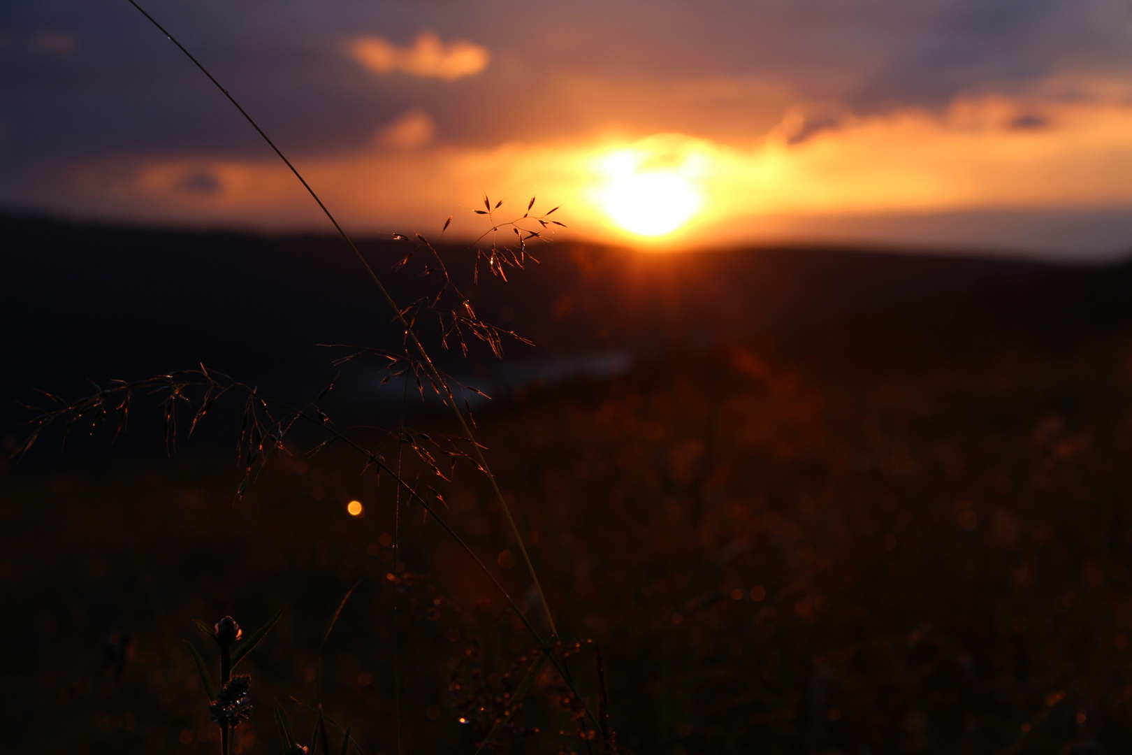 Sonnenuntergang mit Pflanze