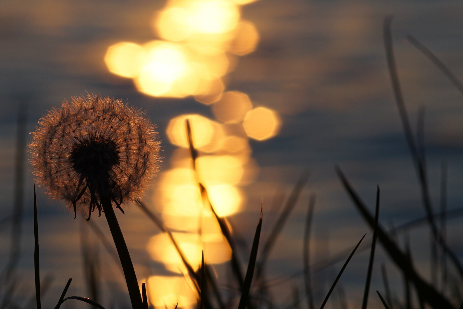 Sonnenuntergang mit Pusteblume