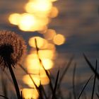 Sonnenuntergang mit Pusteblume