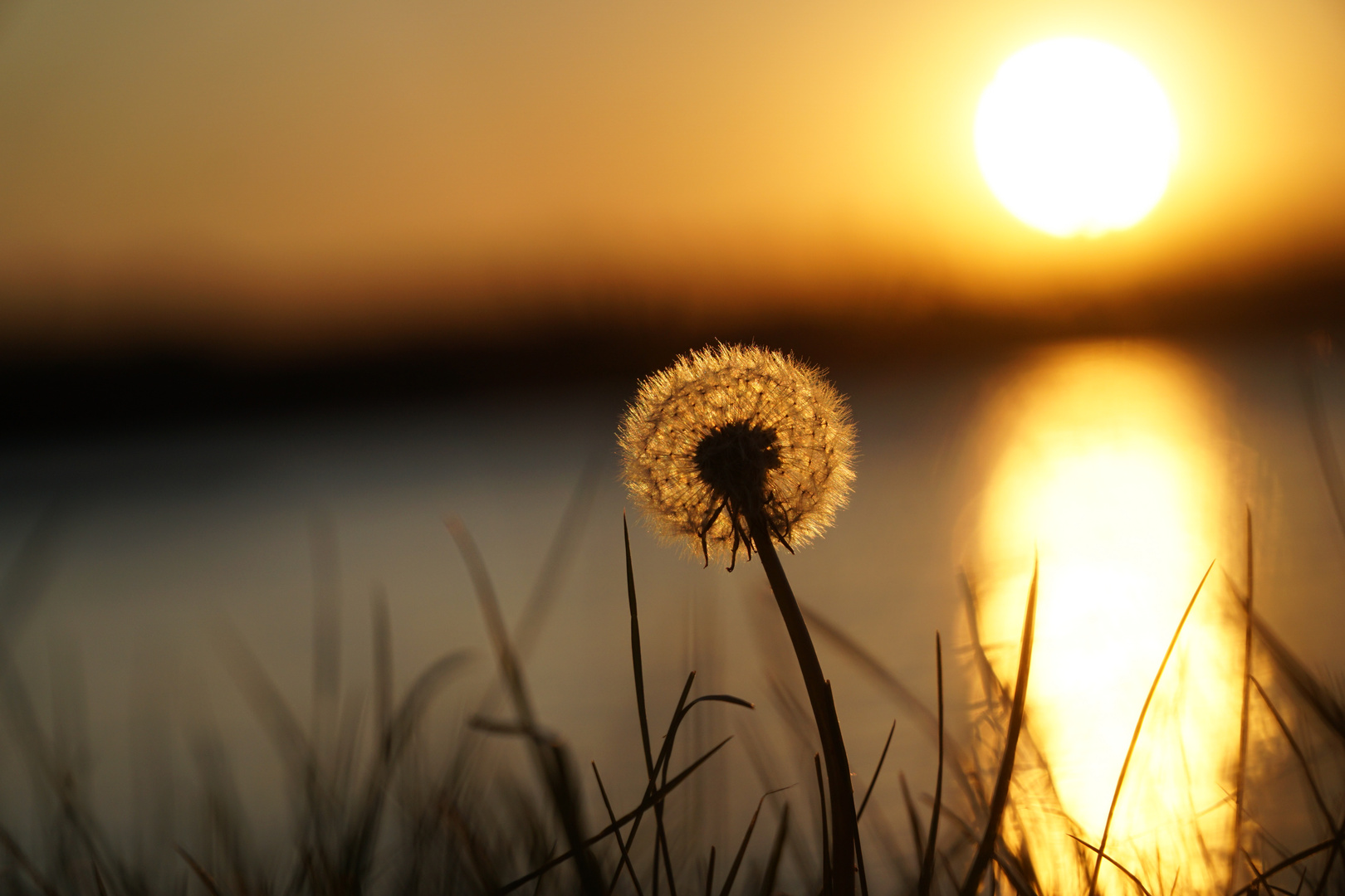 Sonnenuntergang mit Pusteblume