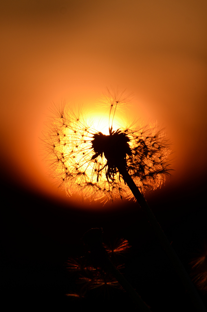 Sonnenuntergang mit Pusteblume