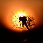 Sonnenuntergang mit Pusteblume