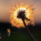 Sonnenuntergang mit Pusteblume