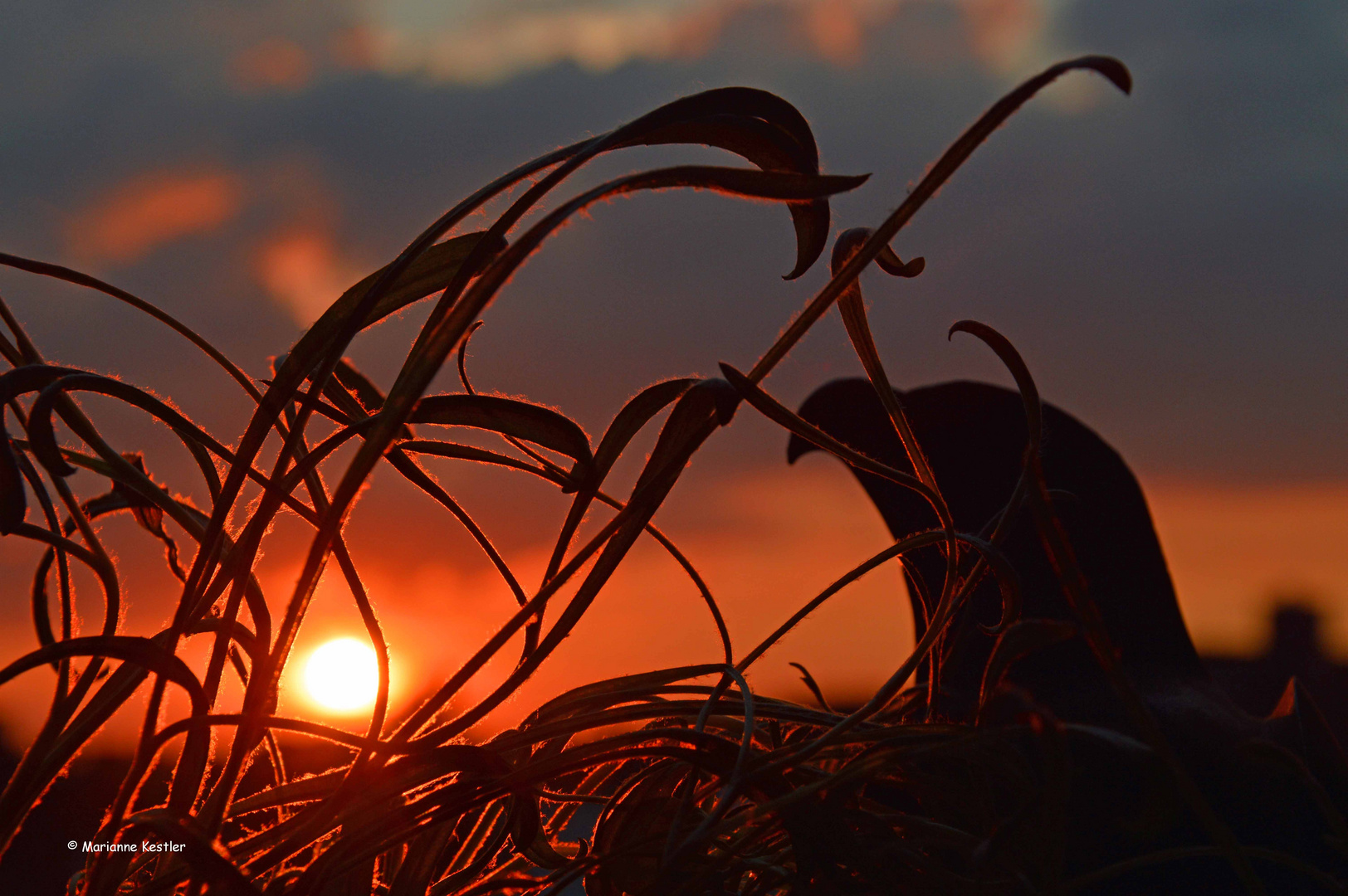 Sonnenuntergang mit Raubvogel