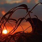 Sonnenuntergang mit Raubvogel