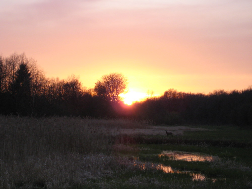 Sonnenuntergang mit Reh