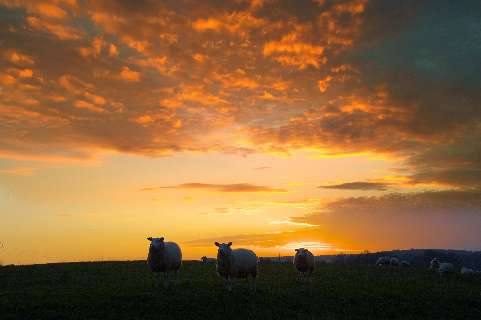 Sonnenuntergang mit Schafen