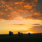 Sonnenuntergang mit Schafen