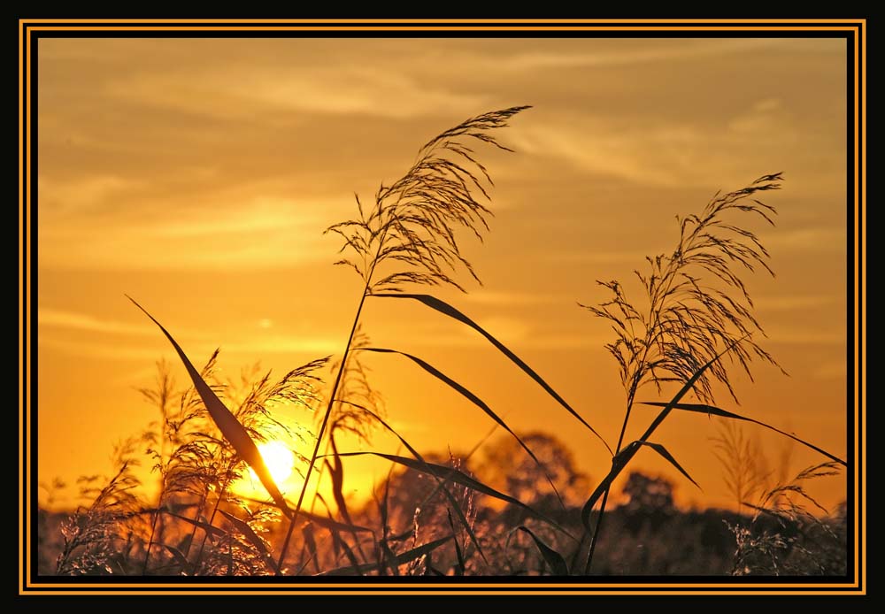 Sonnenuntergang mit Schilf