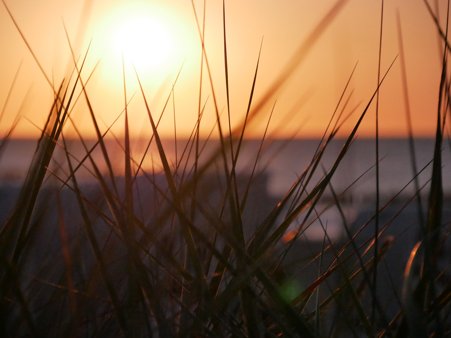 Sonnenuntergang mit Schilf