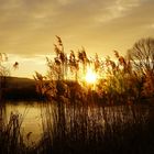 Sonnenuntergang mit Schilf am See