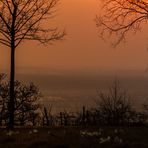 Sonnenuntergang mit Schneeglöckchen ..