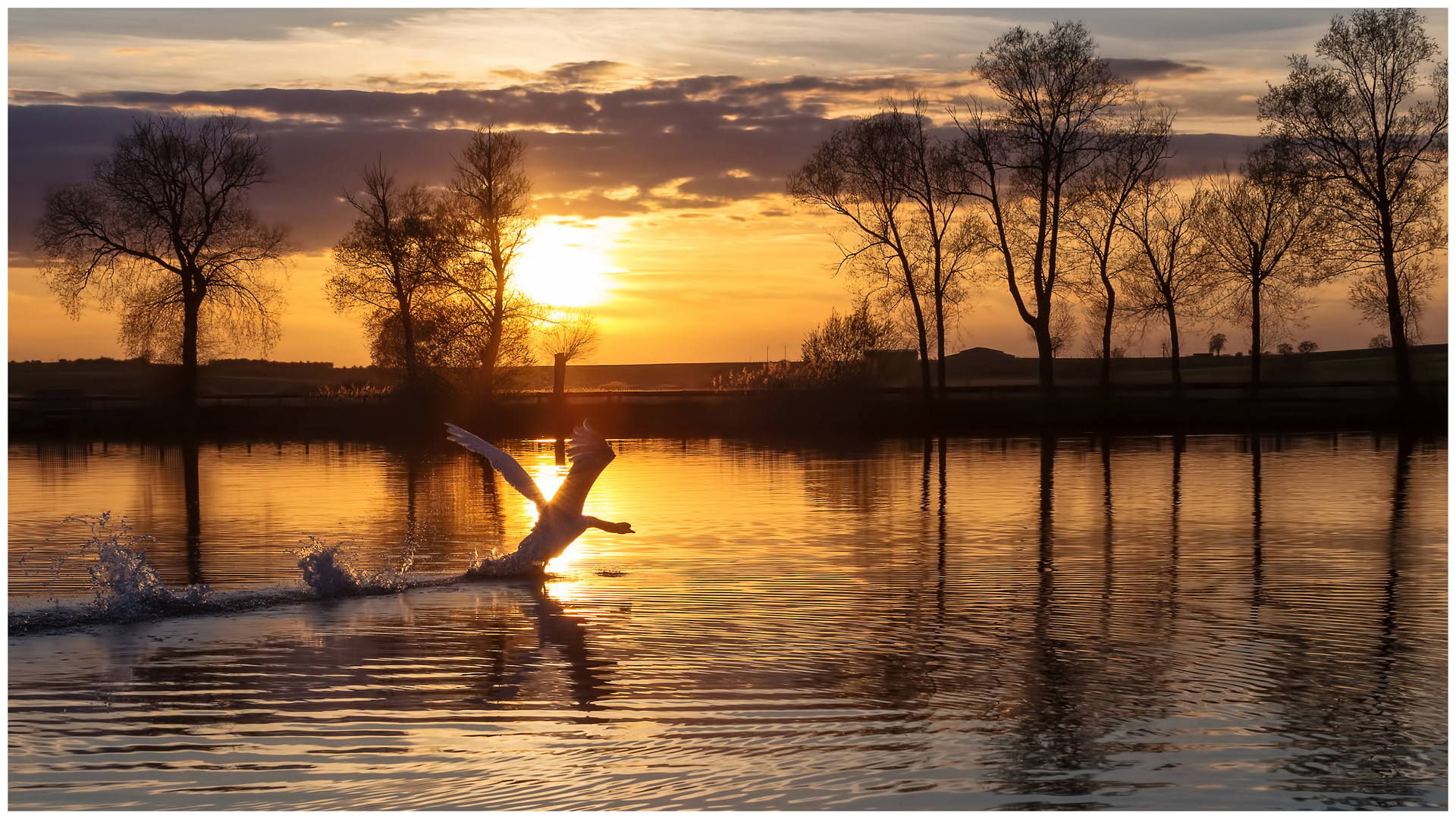 Sonnenuntergang mit Schwan