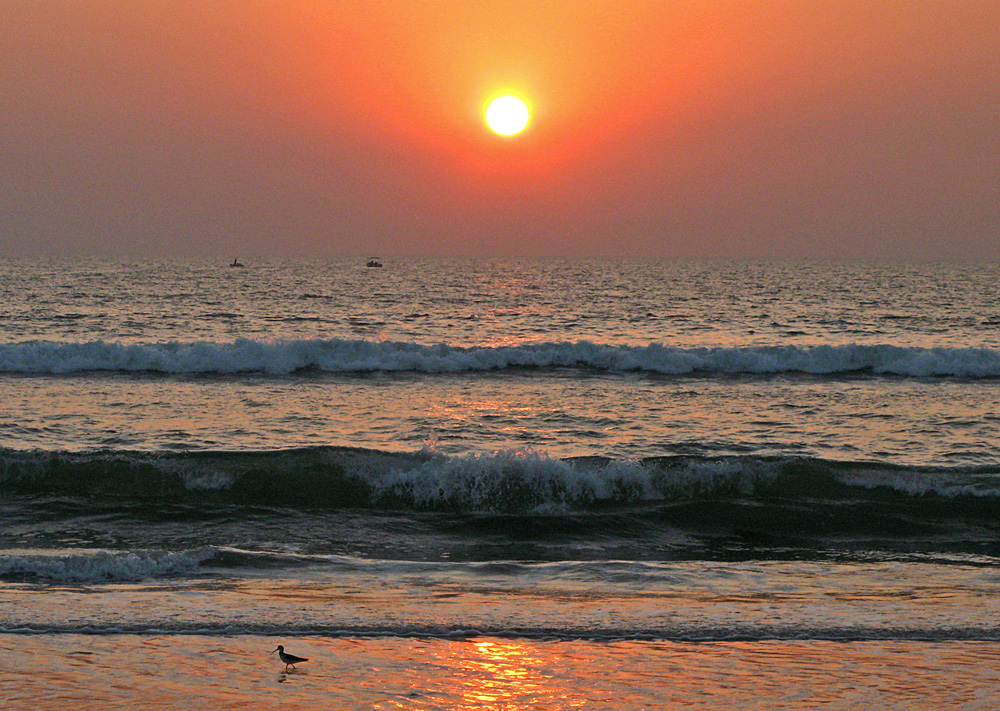 SONNENUNTERGANG MIT STRANDLÄUFER-GOA