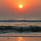 SONNENUNTERGANG MIT STRANDLÄUFER-GOA