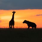 Sonnenuntergang mit tierischen Bewohnern als Scherenschnitt