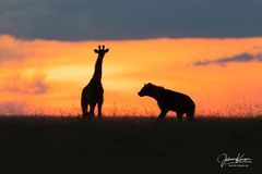 Sonnenuntergang mit tierischen Bewohnern als Scherenschnitt