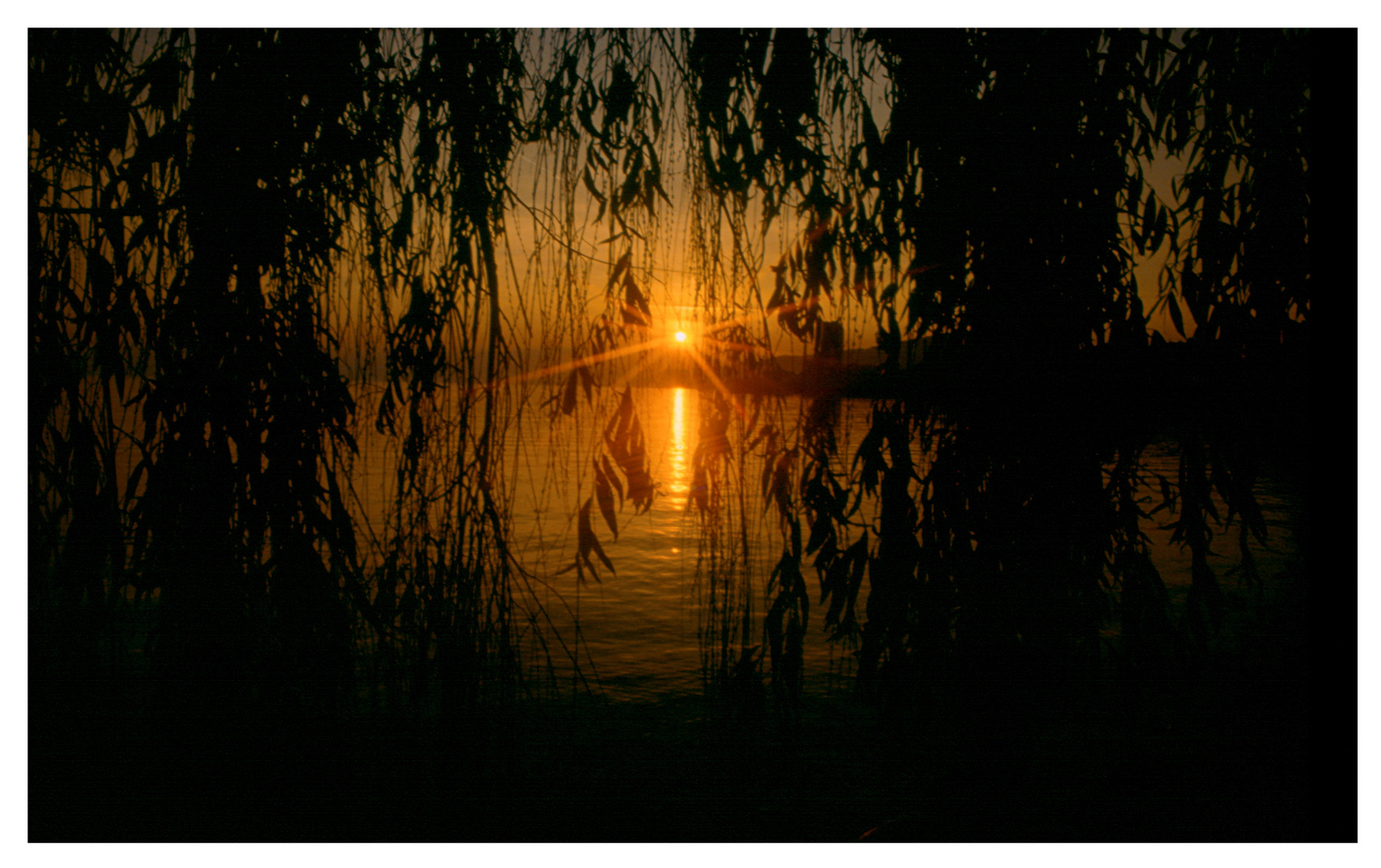 Sonnenuntergang mit Trauerweide in Montreux Schweiz