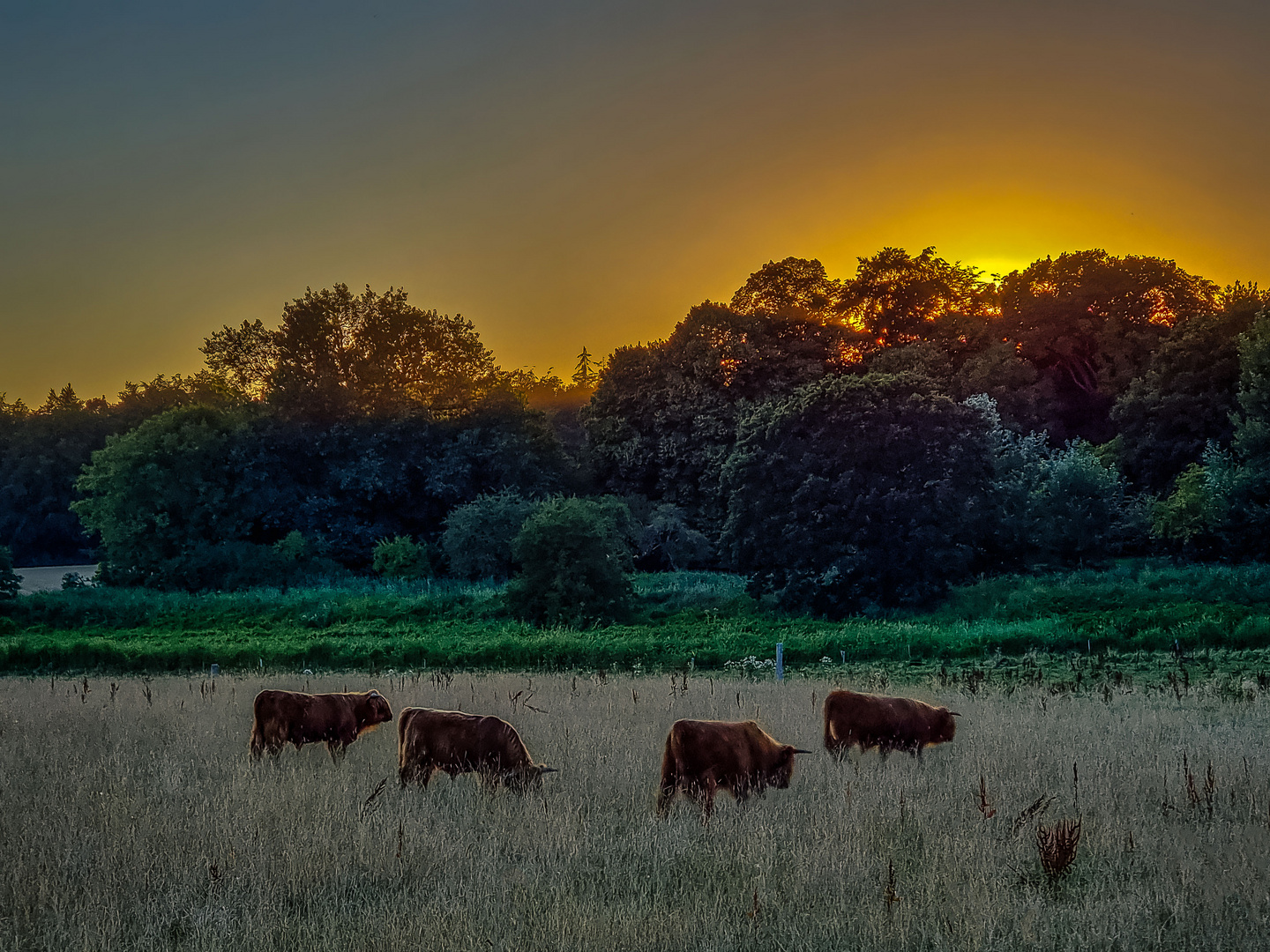 Sonnenuntergang mit vier Galloways